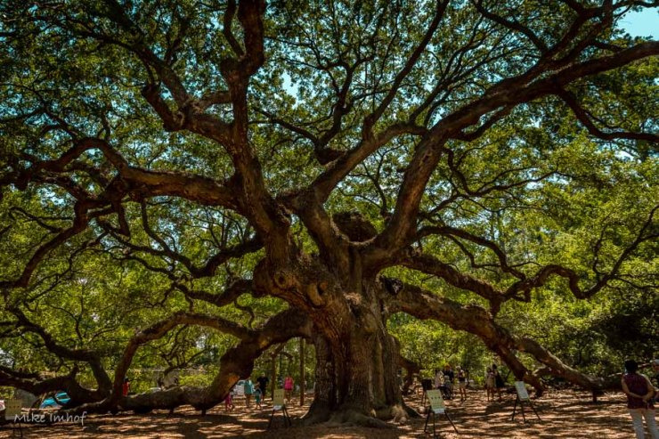 Angel Oak