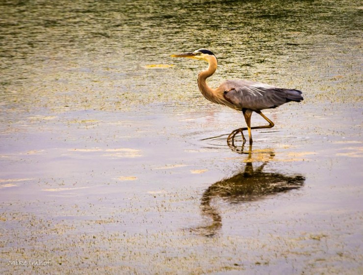 blue heron