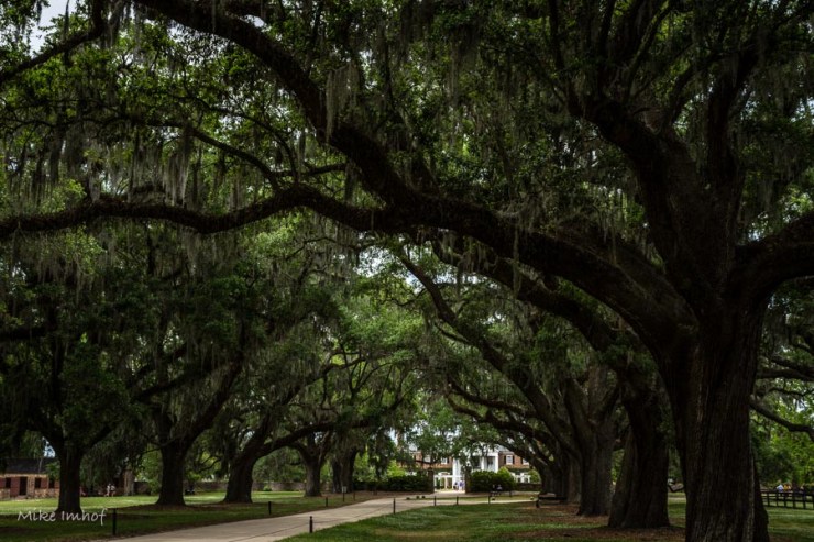 Boone Hall &amp; Oaks