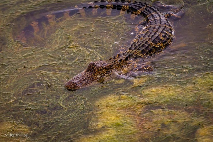 Gator