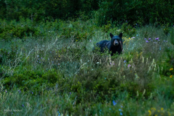 Black Bear