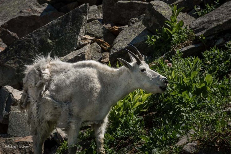 Mountian Goat