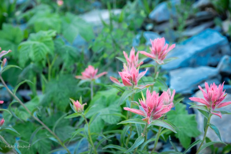 Paintbrush Wildflower