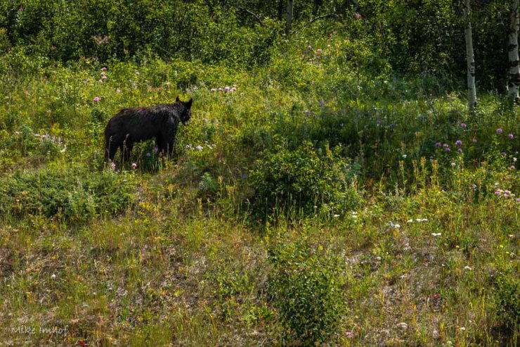 Waterton black bear