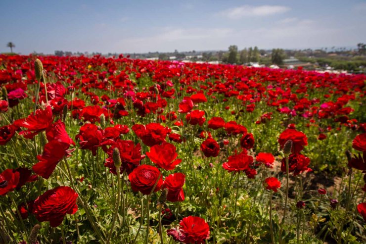 Flower Fields1