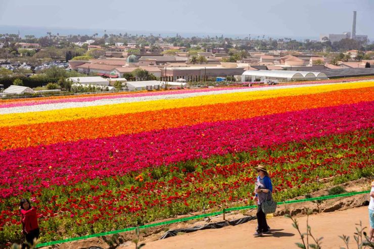 Flower Fields2